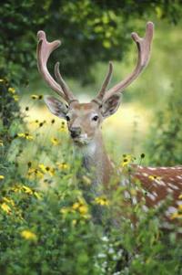 Spending time outside this spring comes with a caveat - check for ticks